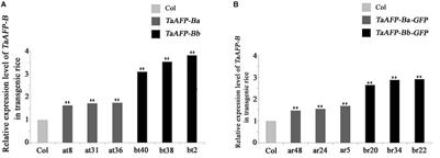 A 4 bp InDel in the Promoter of Wheat Gene TaAFP-B Affecting Seed Dormancy Confirmed in Transgenic Rice